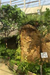 老婆跑去当伴娘，只因伴郎是她白月光苏沫语萧斯晏全文+番茄