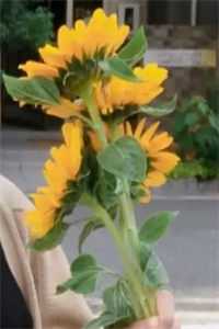 花容天下龙洛儿狄太安